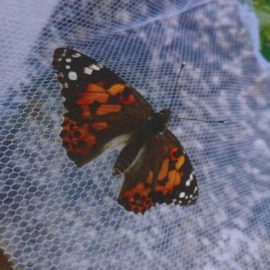 De la chenille au papillon