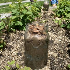 Les vers de terre : suite du projet jardin de Liddes