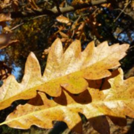 Les arbres et le jardin Alpin : 2H Podemainge