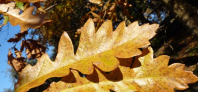 Les arbres et le jardin Alpin : 2H Podemainge Les arbres et le jardin Alpin : 2H Podemainge